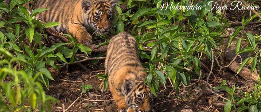 Mukundara Tiger Reserve
