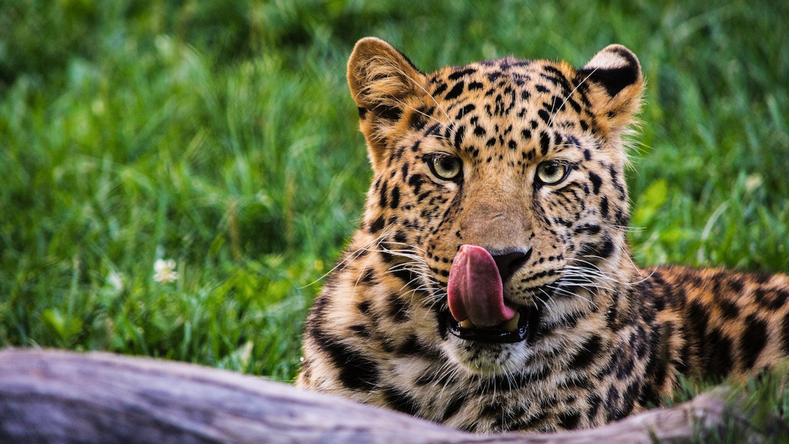 Leopard Safari in Rajasthan: A Complete Travel Guide for Tourists