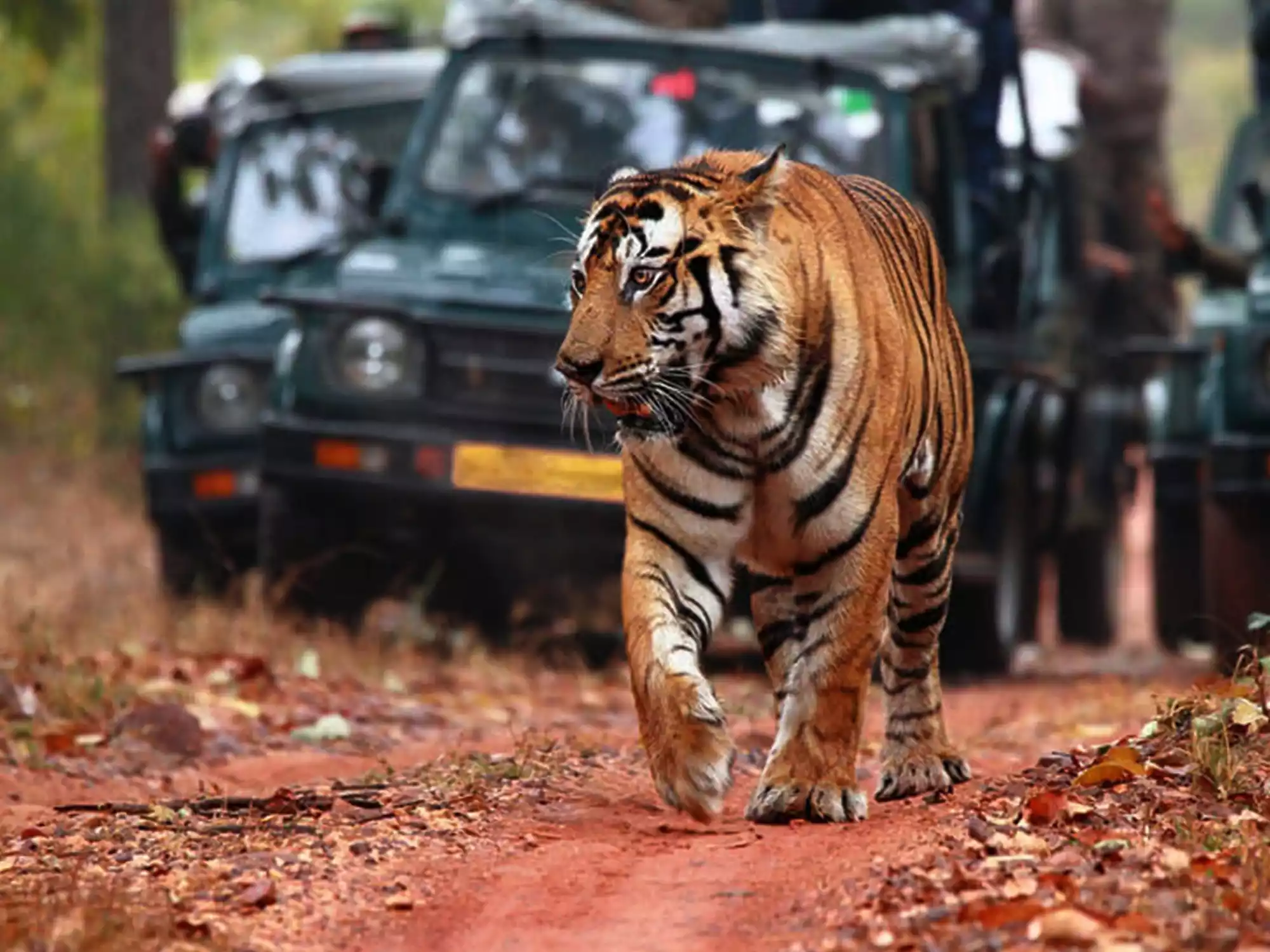 Wildlife Tour Packages