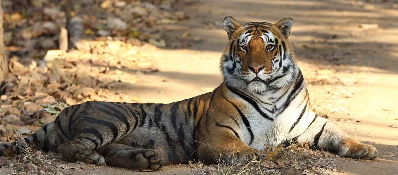 Wildlife Safari Tours