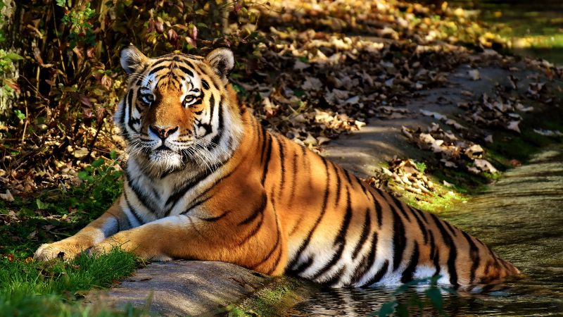 Wildlife Tour For 9 Days 8 Night