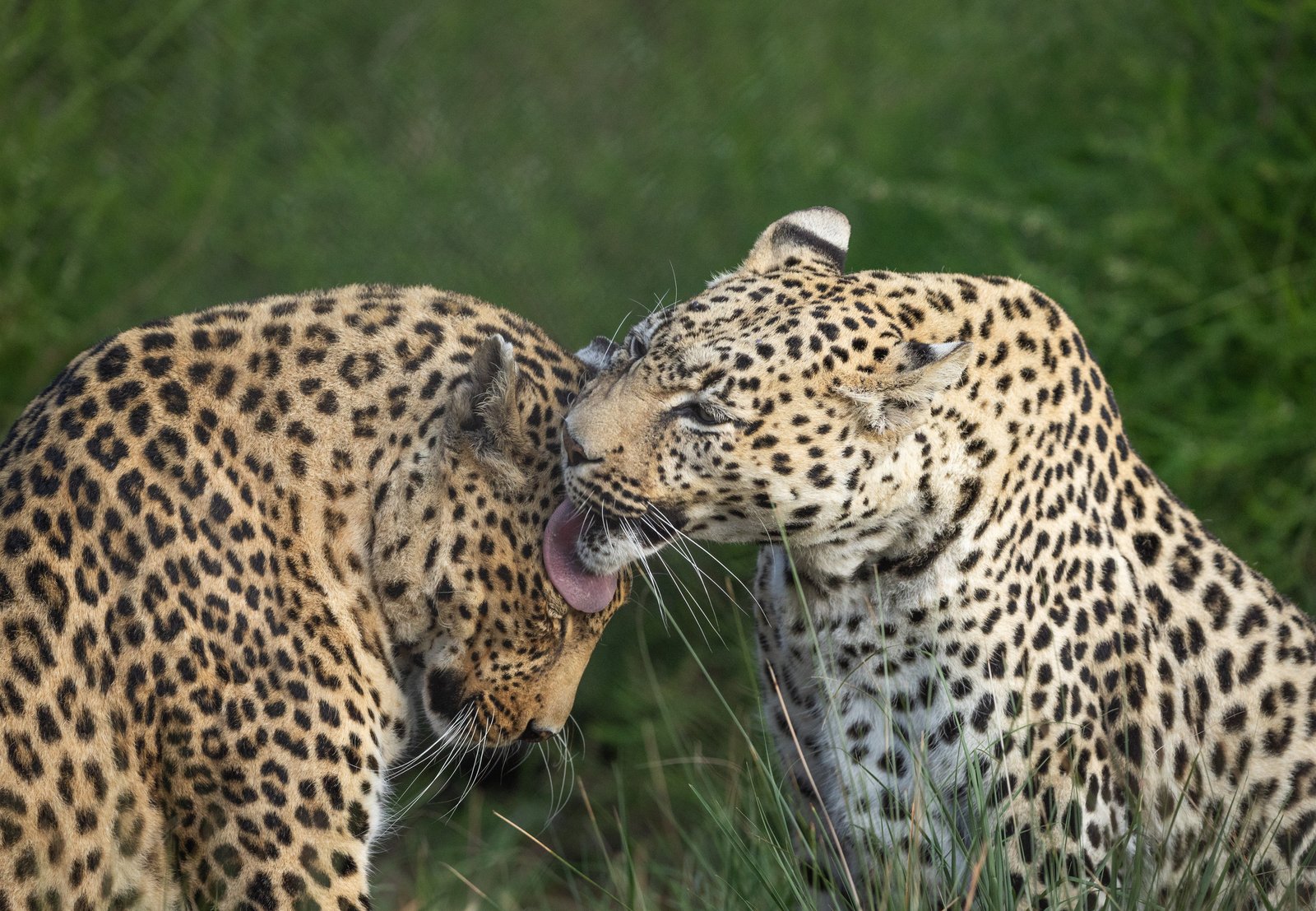 Amagarh Leopard Safari Jaipur