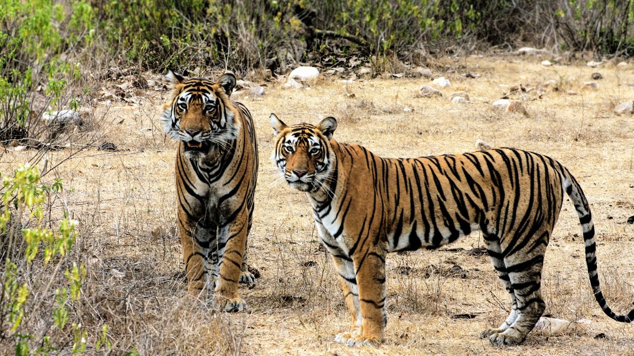 Jaipur Sariska Jaipur Wildlife Tour