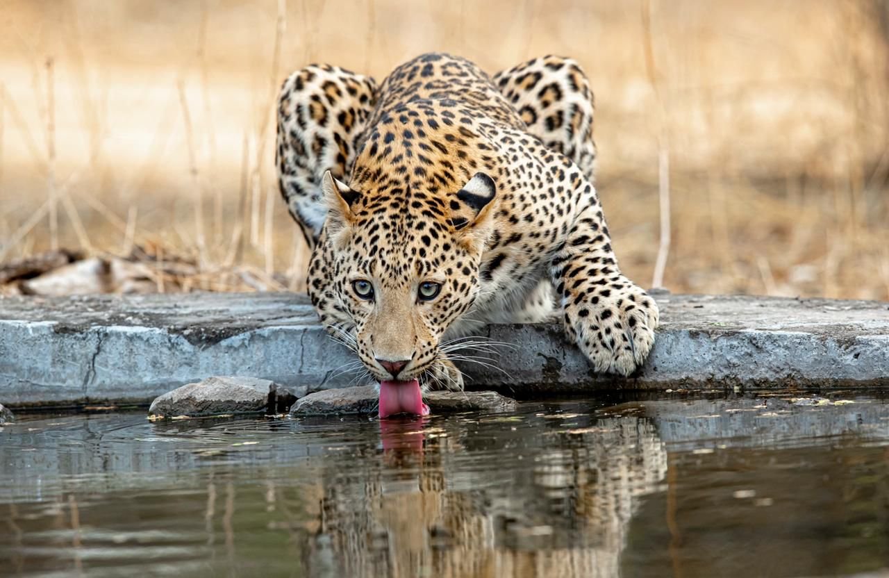 Jhalana Leopard Safari Park Jaipur