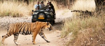 golden triangle tour with ranthambore