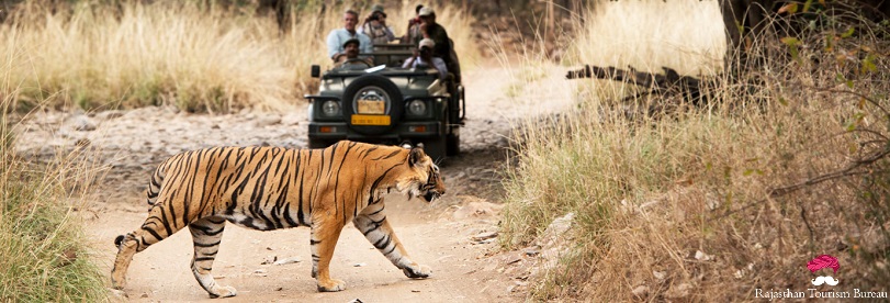 golden triangle tour with ranthambore