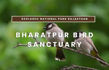Keoladeo National Park Rajasthan