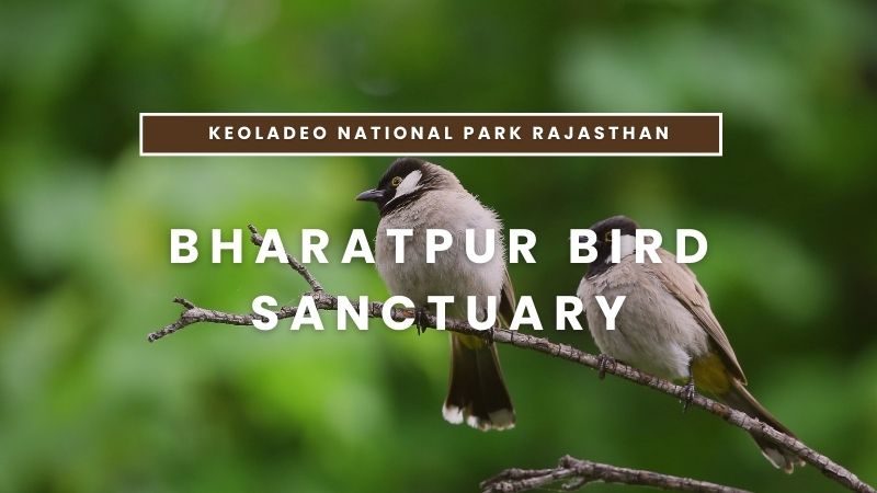 Keoladeo National Park Rajasthan