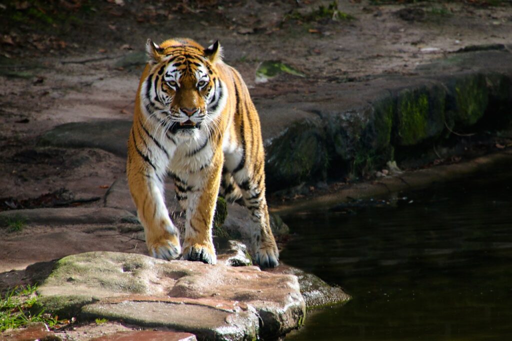 ranthambore national park tour from jaipur