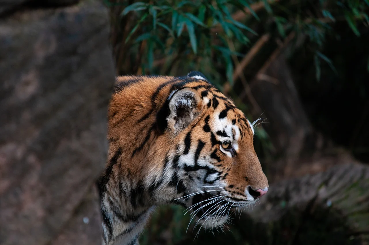 Sariska Wildlife tour from Jaipur