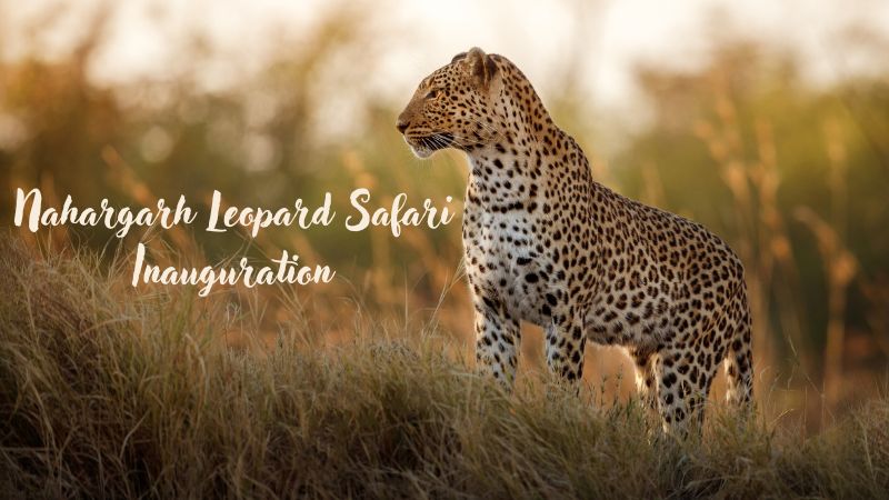 nahargarh leopard safari Jaipur
