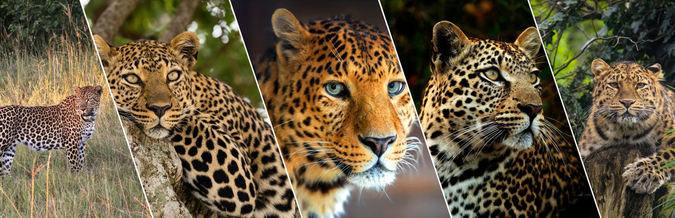 Nahargarh Leopard Safari Jaipur Online Ticket Booking, Timings, History